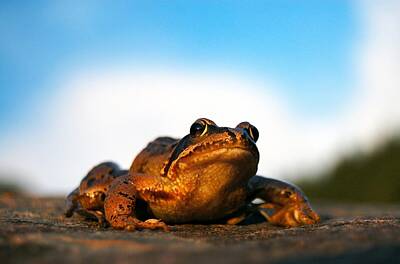 New Years - Common frog by Gavin Macrae