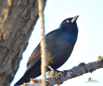 The Rolling Stones Royalty Free Images - Common Grackle Royalty-Free Image by Ronald Grogan