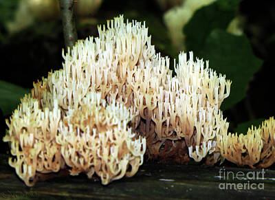 Negative Space Rights Managed Images - Coral Mushroom  Royalty-Free Image by September Stone