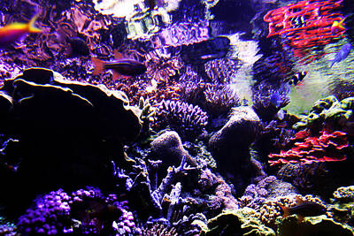 Royalty-Free and Rights-Managed Images - Coral Reef Reflection by Anthony Jones