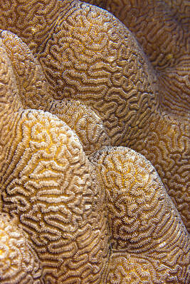 Recently Sold - Rico Besserdich Royalty-Free and Rights-Managed Images - Coral by Rico Besserdich