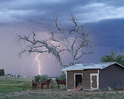 James Bo Insogna Royalty Free Images - Country Horses Lightning Storm NE Boulder County CO  Crop Royalty-Free Image by James BO Insogna