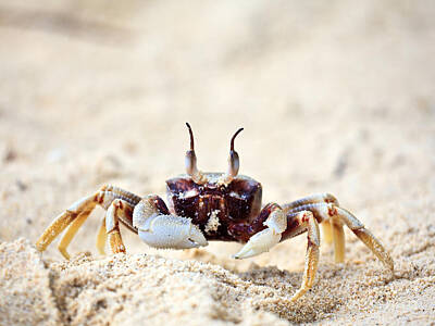 Go For Gold Rights Managed Images - Crab Royalty-Free Image by MotHaiBaPhoto Prints