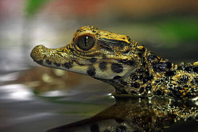 Bear Photography - Crocodile Pond by Paul Slebodnick