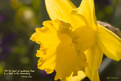 Creative Charisma - Daffodil in Sunlight by Mick Anderson