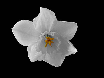 Granger - Daffodil by Lynn Bolt