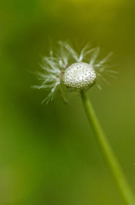 Ingredients Rights Managed Images - Dandelion on the green background Royalty-Free Image by Michael Goyberg