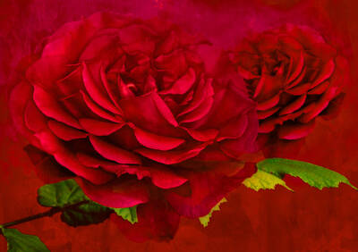 Surrealism Rights Managed Images - Dark Pink Rose Royalty-Free Image by Steve Purnell