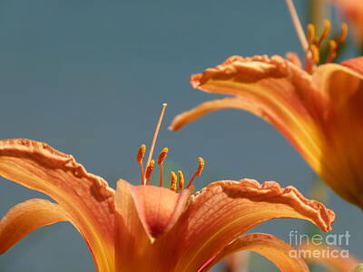 Mountain Landscape - Day lilies by Christine Stack