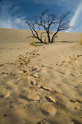Lipstick - Dead Tree with footprints and beach sand on Sleeping Bear Dunes No.079 by Randall Nyhof