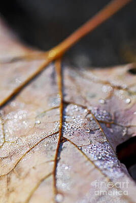 Cities Royalty Free Images - Dewy leaf Royalty-Free Image by Elena Elisseeva