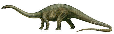 Mammals Digital Art - Diplodocus, A Prehistoric Era Dinosaur by Sergey Krasovskiy