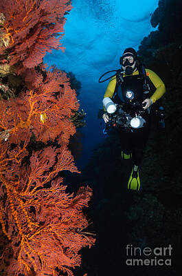 Vintage Diner - Diver And Sea Fans, Fiji by Todd Winner