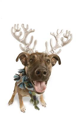 Hipster Animals Royalty Free Images - Dog With Antlers Royalty-Free Image by Don Hammond