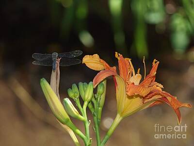 Donut Heaven - Dragonfly and Tigerlily by Frank Piercy