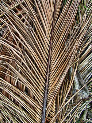 Word Signs - Dried Palm Fronds by Mark Sellers