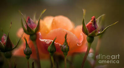 Roses Royalty-Free and Rights-Managed Images - Drops of Orange by Mike Reid