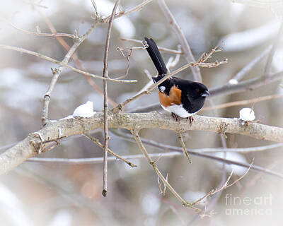 Sports Patents - Eastern Towhee by Denny Beck