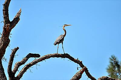 Adventure Photography - Egret on watch by James Stodola