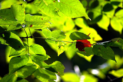 Floral Photos - Fall Begins with the 1st red leaf by LeeAnn McLaneGoetz McLaneGoetzStudioLLCcom