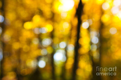 The Bunsen Burner - Fall forest in sunshine 1 by Elena Elisseeva