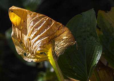 Landscape Photos Chad Dutson - Fall Leaf in Sunlight by Robert Ullmann