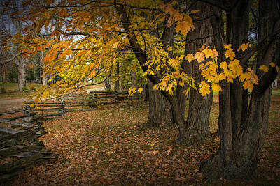 Randall Nyhof Royalty-Free and Rights-Managed Images - Fall Maple Leaf Trees with Split Rail Fence by Randall Nyhof