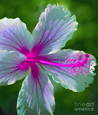 Graphic Trees Royalty Free Images - Fanciful Hibiscus Royalty-Free Image by Karen Lewis