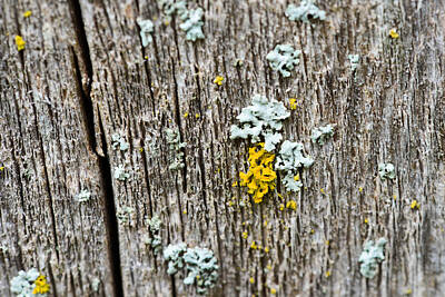 Cat Tees - Fence Board Lichen by David Waldo