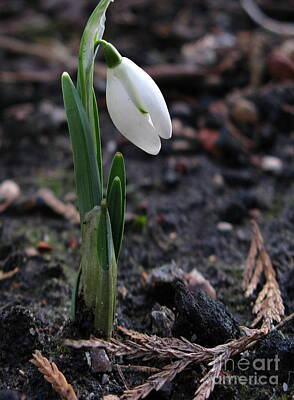 The Masters Romance - First Snowdrop by John Chatterley