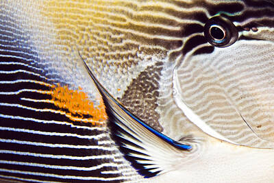 Rico Besserdich Royalty-Free and Rights-Managed Images - Fish Abstract by Rico Besserdich