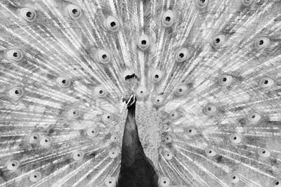 Birds Mixed Media Rights Managed Images - Flaunting BW Royalty-Free Image by Angelina Tamez