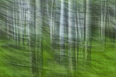 Impressionism Photos - Forest Impression 028 by Randall Nyhof
