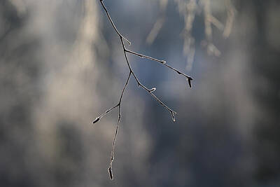 European Photography - Frost covered twig by Ulrich Kunst And Bettina Scheidulin