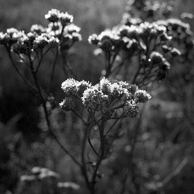 Tom Petty Royalty Free Images - Frozen flowers in bw Royalty-Free Image by Jouko Lehto