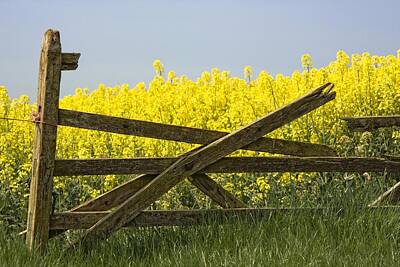 Grateful Dead Royalty Free Images - Gate Next To A Canola Field, Yorkshire Royalty-Free Image by John Short