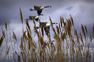 Randall Nyhof Royalty-Free and Rights-Managed Images - Geese coming in for a landing by Randall Nyhof