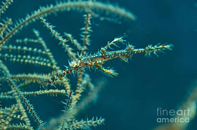 Snails And Slugs - Ghost Pipefish Amongst Yellow Black by Mathieu Meur