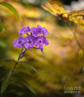 Impressionism Photo Royalty Free Images - Golden Violets Royalty-Free Image by Mike Reid
