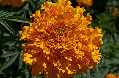 1-war Is Hell Royalty Free Images - Goldenrod Marigold Royalty-Free Image by Tikvah