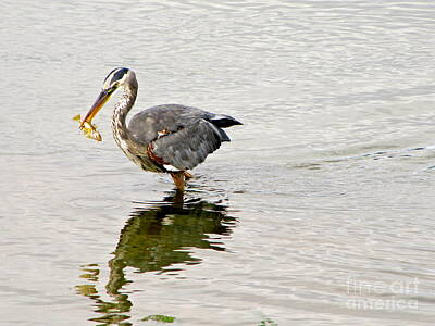 On Trend At The Pool - Great Blue Heron Breakfast by Sean Griffin