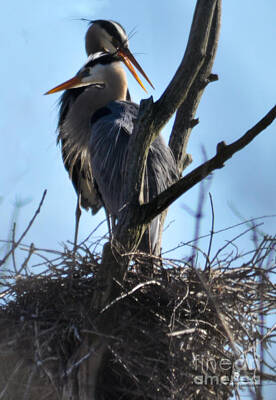 Famous Athlete Paintings - Great Blue Heron On Nest by Ronald Grogan