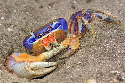 Presidential Portraits - Great Land Crab by Patrick Lynch