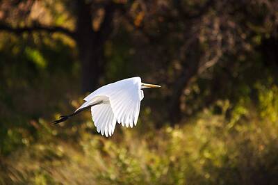 Giuseppe Cristiano Royalty Free Images - Great White Egret Flight Series - 5 Royalty-Free Image by Roy Williams