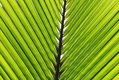 Target Project 62 Abstract - Green Fronds by Lauri Novak
