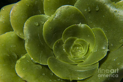 Underwater With Enric Gener - Green succulent Jade plant by Darleen Stry