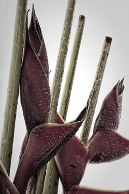 Sean - Heliconia Still Life 1 by Monte Arnold