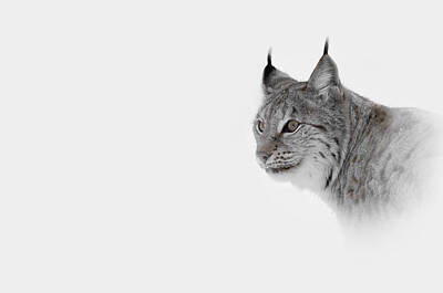 Gaugin - Hi Key Lynx by Andy Astbury