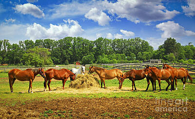 Animals Photo Rights Managed Images - Horses at the ranch 2 Royalty-Free Image by Elena Elisseeva