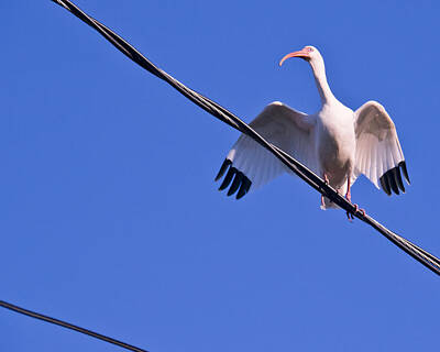 Laundry Room Signs - Ibis On The Wire by Roger Wedegis